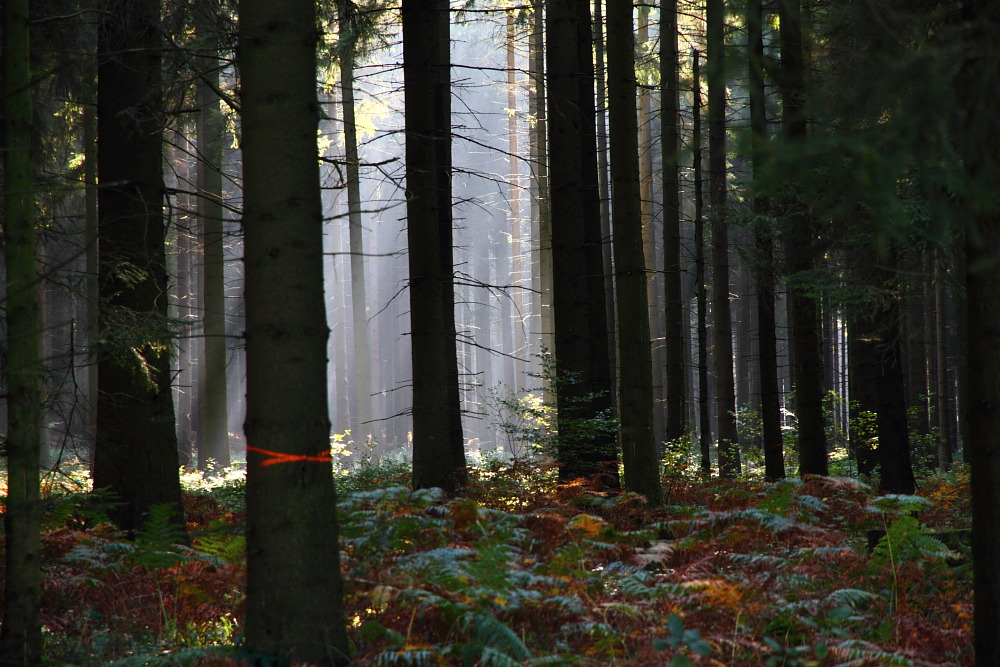 auf dem Bückeberg