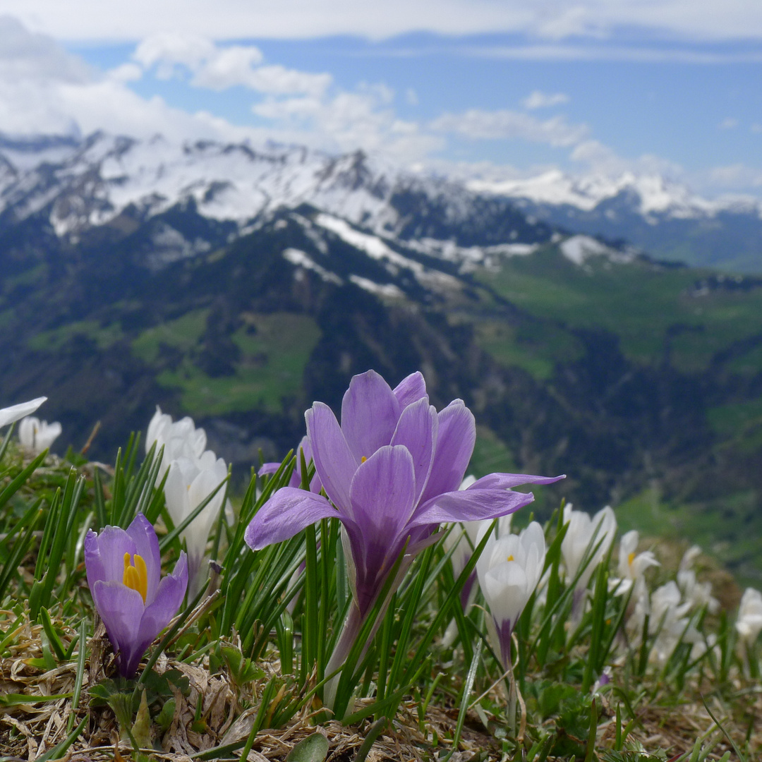 Auf dem Buochser Horn