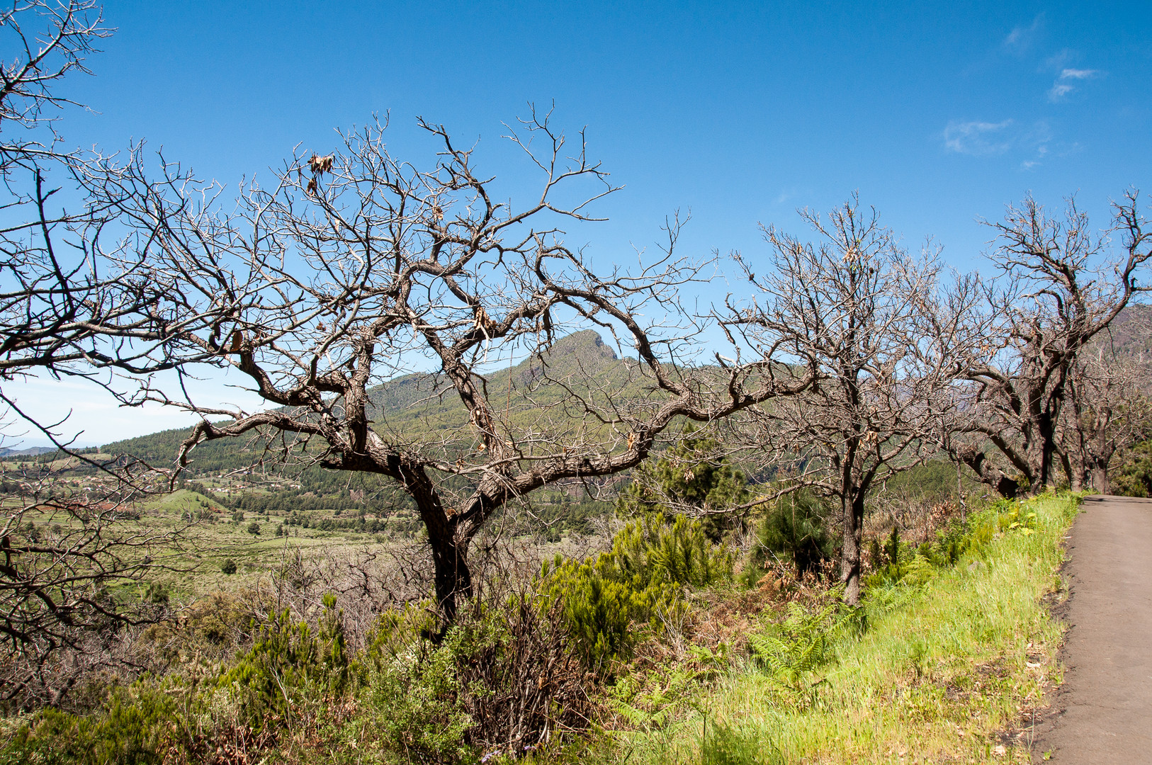 auf dem Camino Virgen del Pino