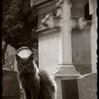 Auf dem Cimetière de Montmartre