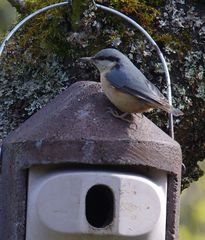 auf dem Dach der Villa Schwegler