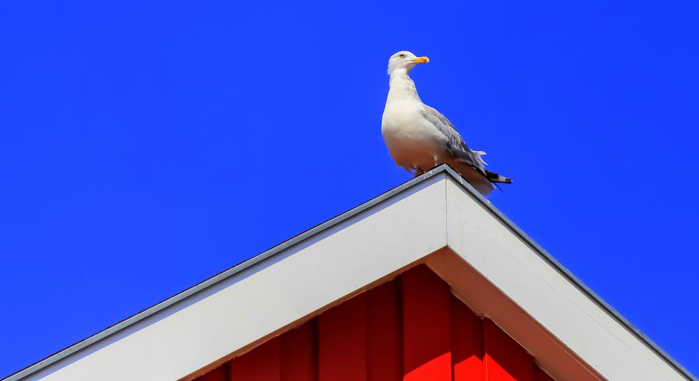 Auf dem Dach