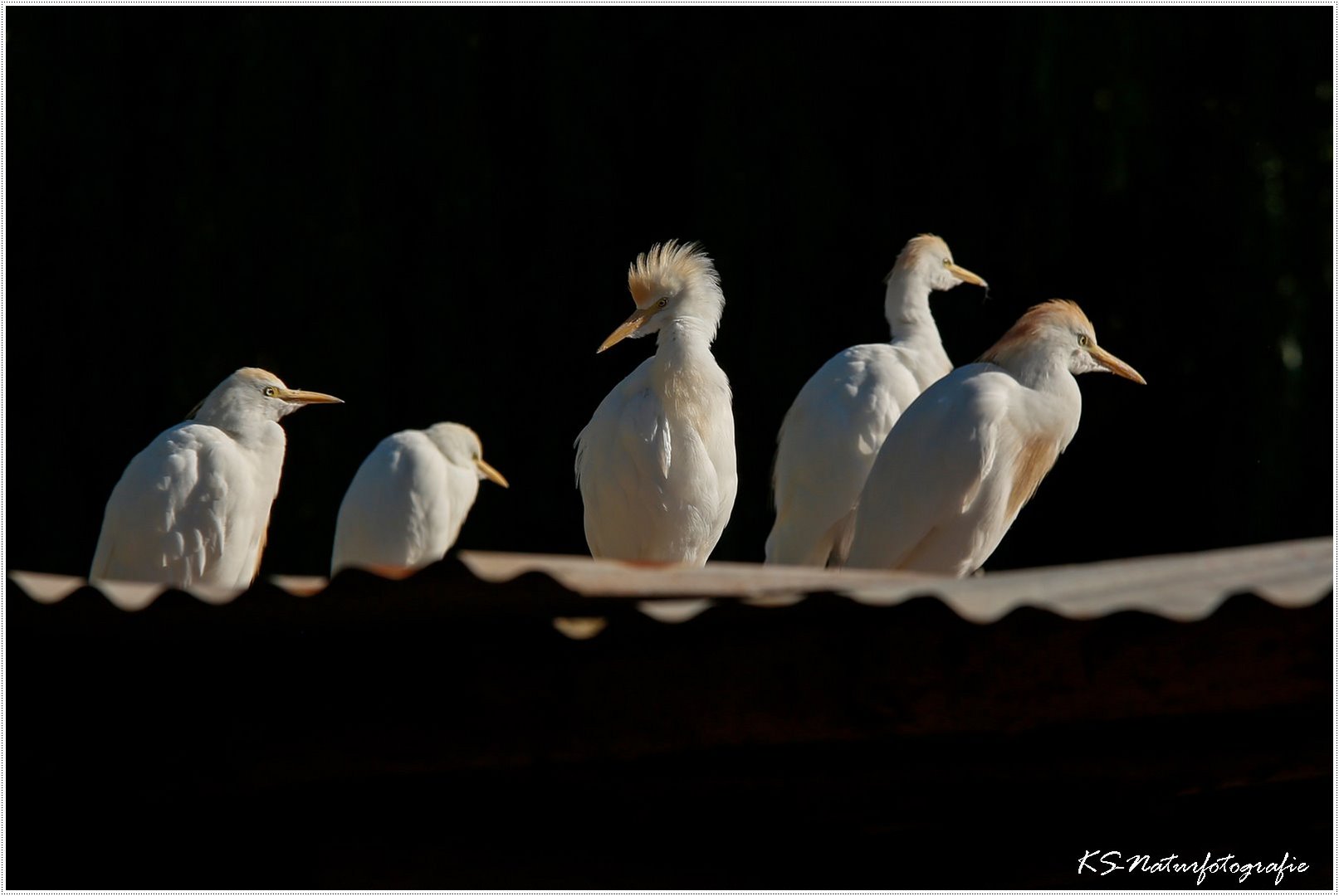 Auf dem Dach - On the roof