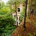 auf dem Dach und gleichzeitig Wald der alten Ruine