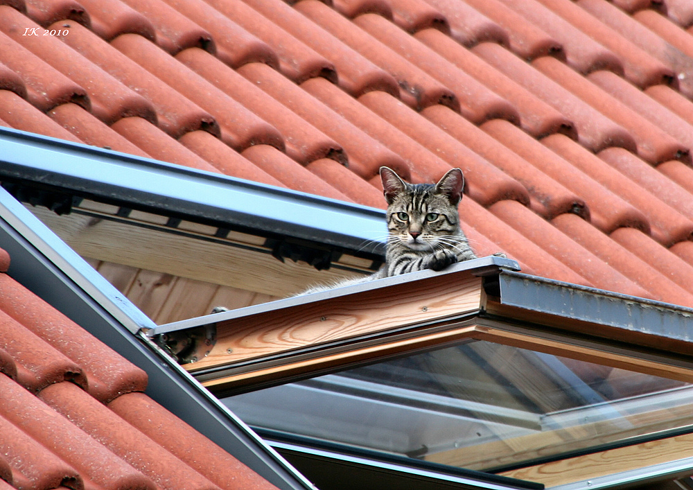 Auf dem Dachfenster