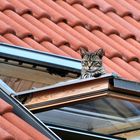 Auf dem Dachfenster