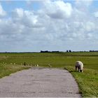 Auf dem Deich in Nordfriesland