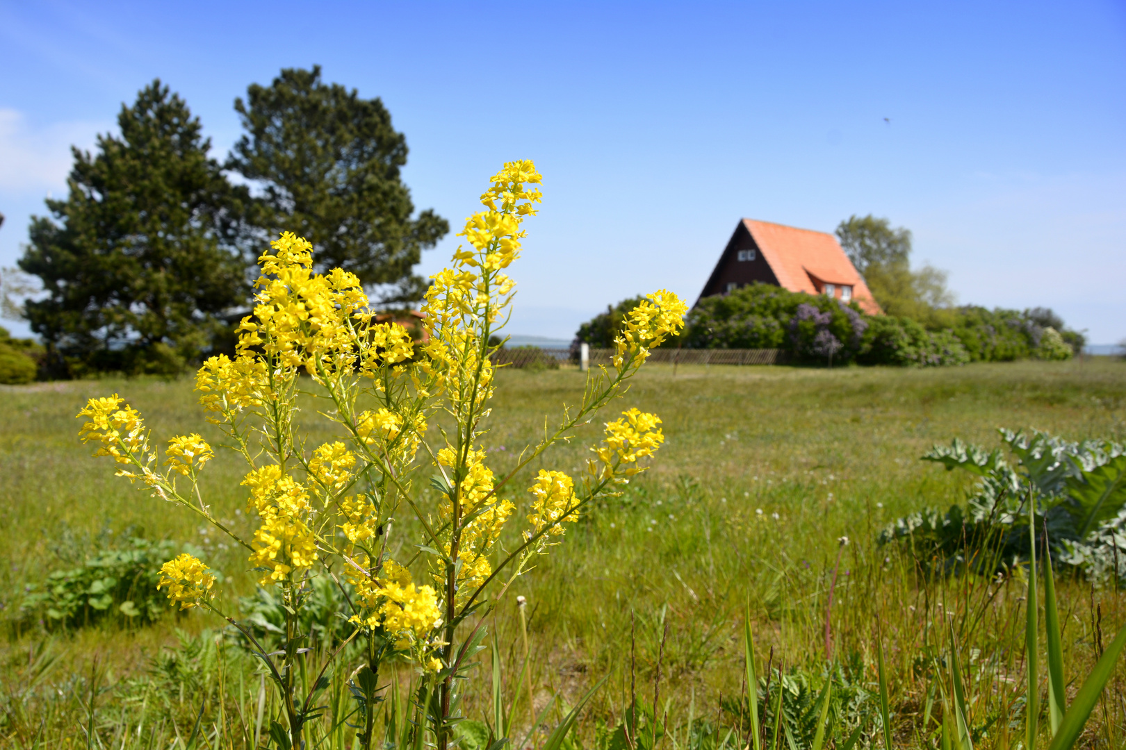 auf dem Deich / Mai