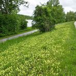 auf dem Donau-Deich