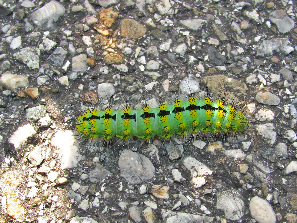 auf dem Donauradweg