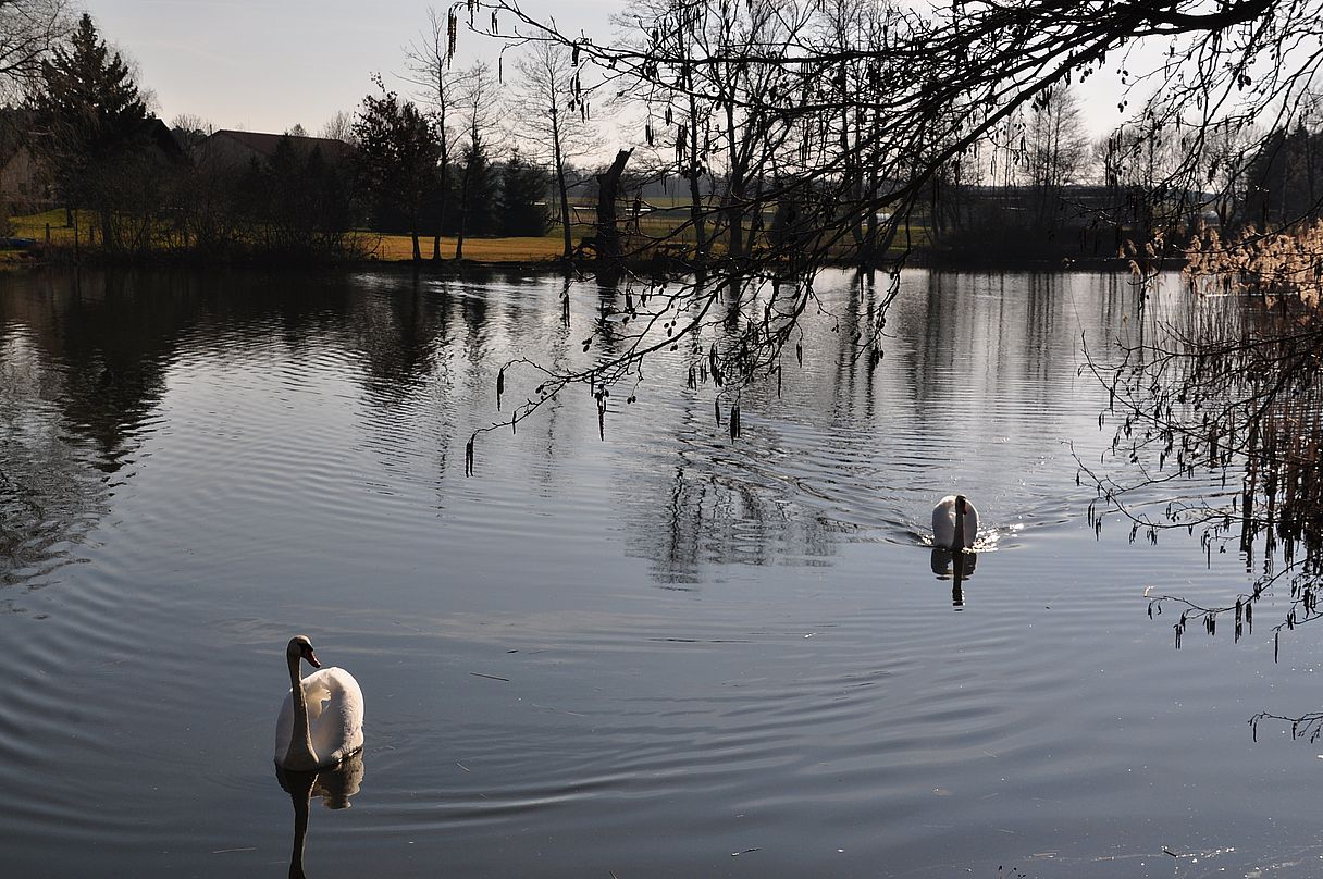 Auf dem Dorfteich