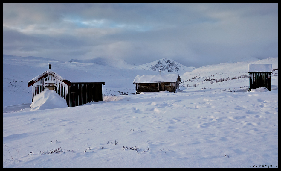 auf dem Dovrefjell