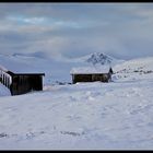 auf dem Dovrefjell