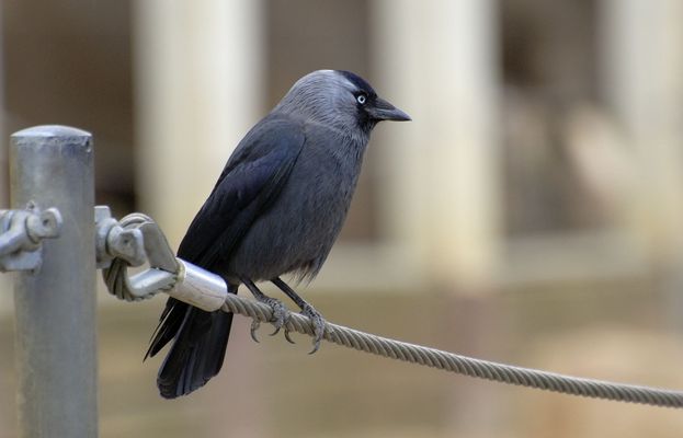 Auf dem Drahtseil......