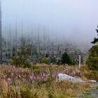 Auf dem Dreisesselberg…