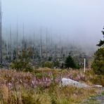 Auf dem Dreisesselberg…