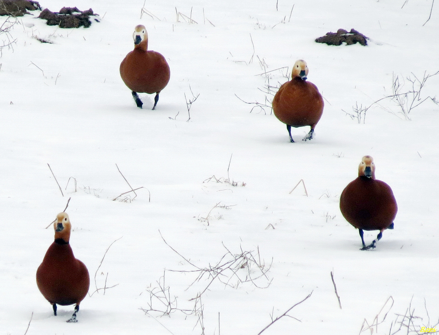 Auf dem "Duck-walk"