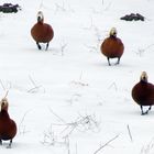 Auf dem "Duck-walk"