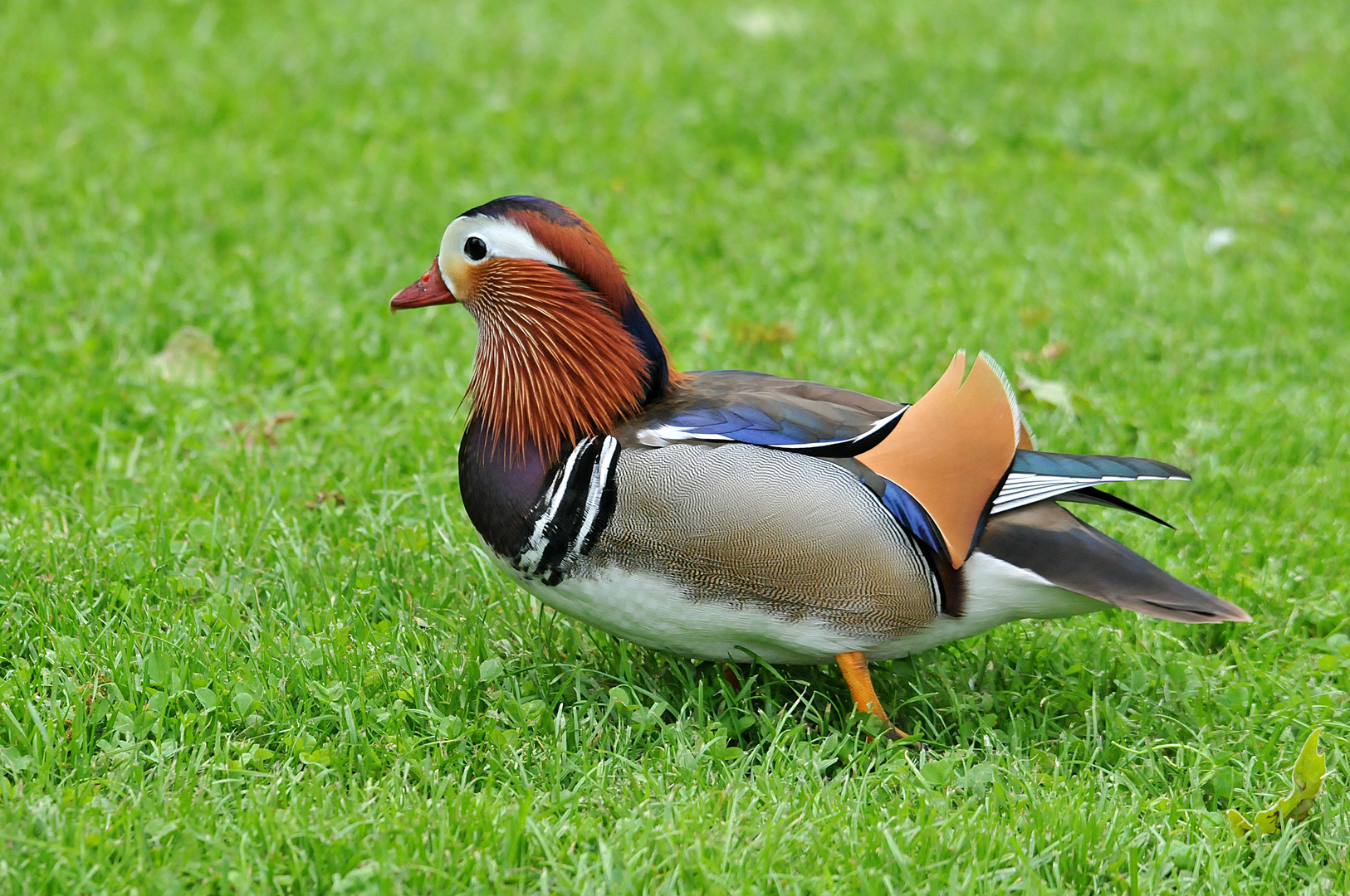 Auf dem Duckwalk