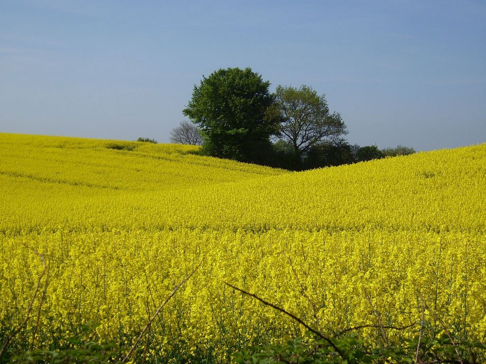 Auf dem E 1 im Mai 08 kurz vor Eckernförde