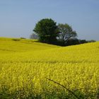 Auf dem E 1 im Mai 08 kurz vor Eckernförde