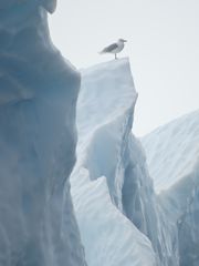 Auf dem Eisberg