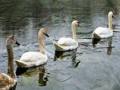 Auf dem Eissee