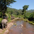 ... auf dem Elefant unterwegs in Laos