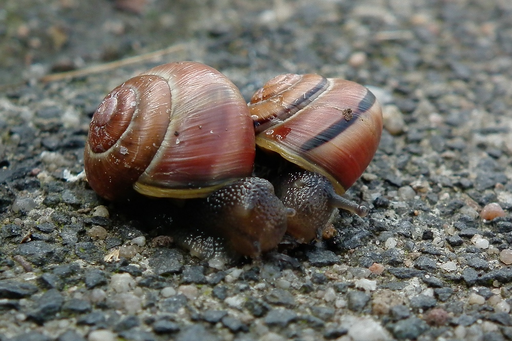 Auf dem ersten hmmm zweite Blick