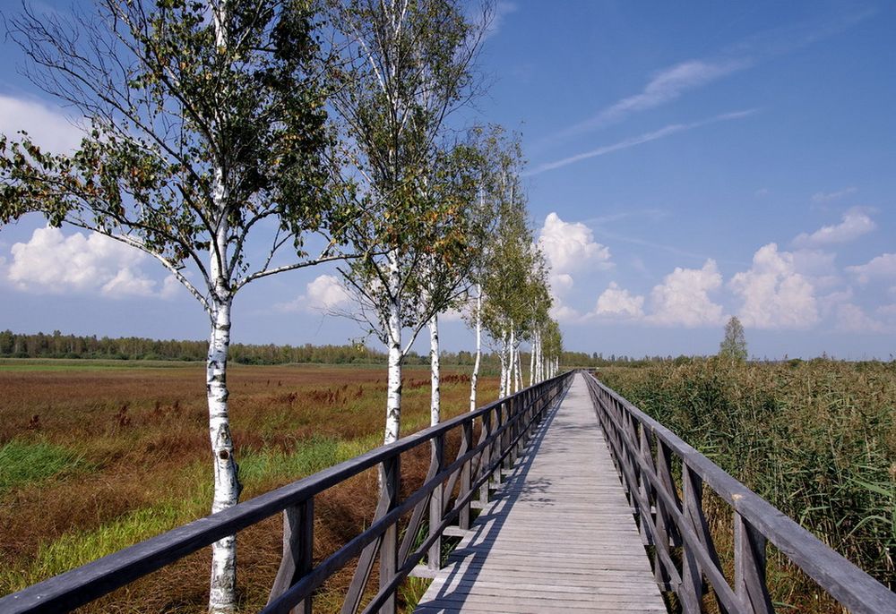 Auf dem Federseesteg Foto & Bild landschaft, moor, natur Bilder auf