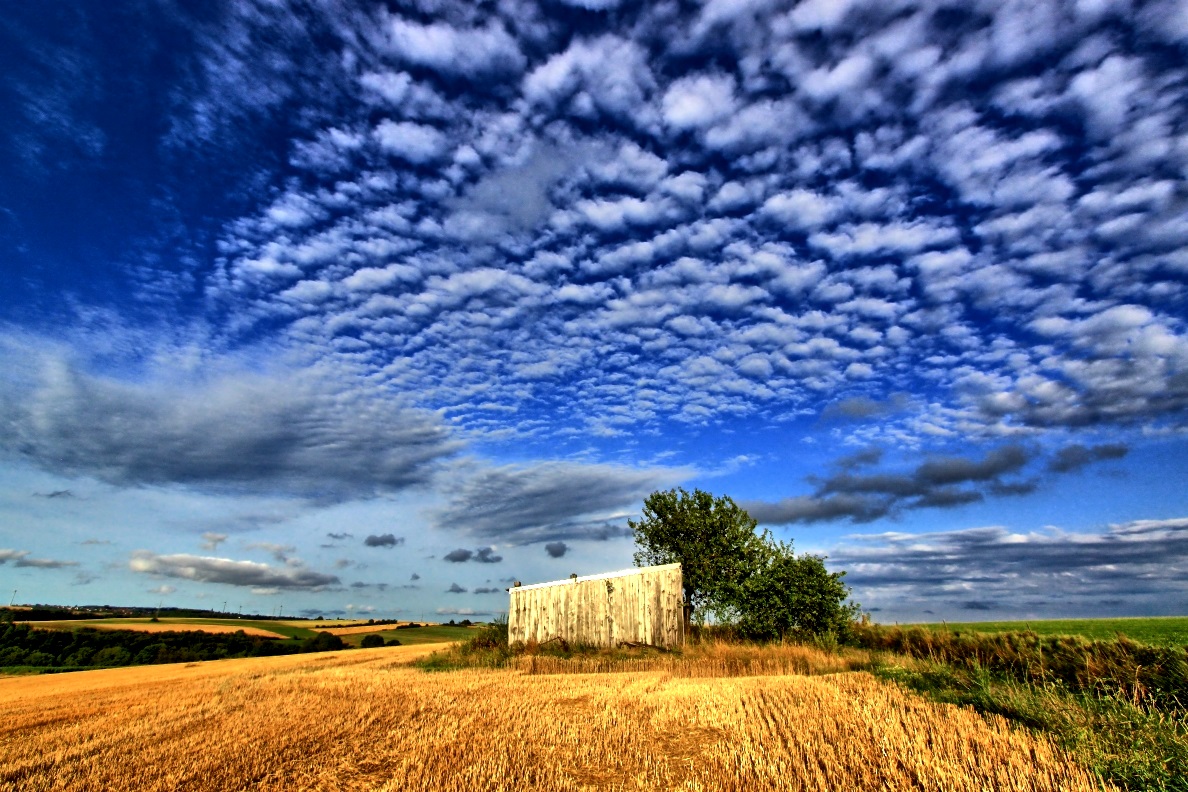 Auf dem Feld