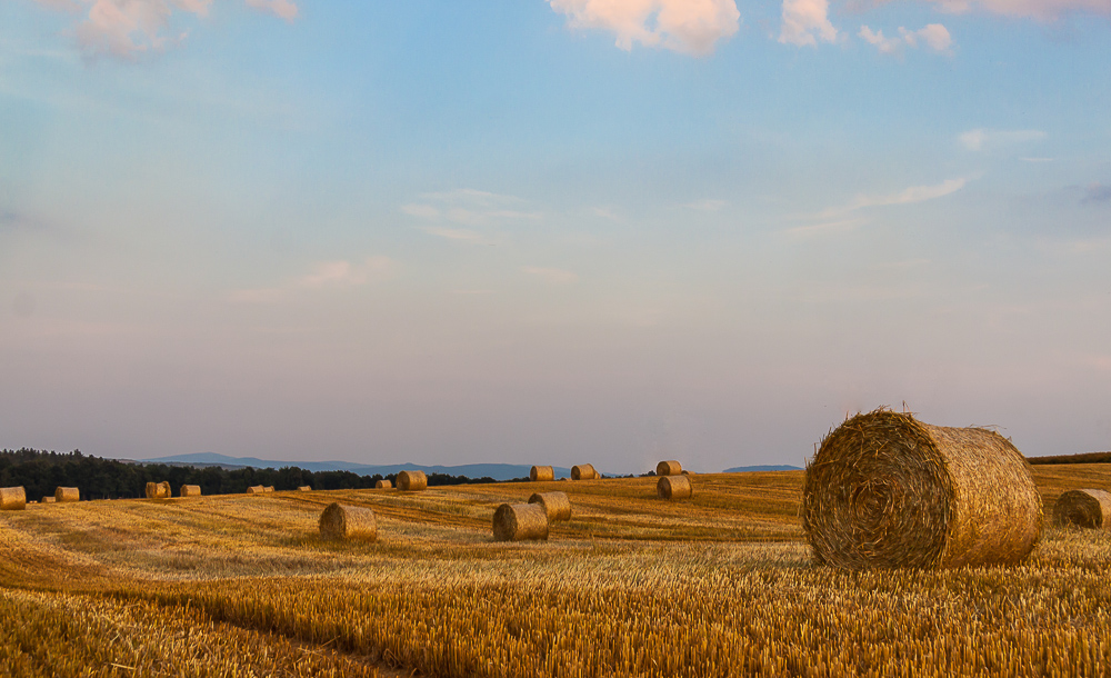 auf dem Feld