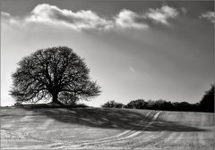 [ auf dem Feld ]