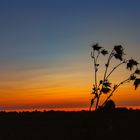 Auf dem Feld