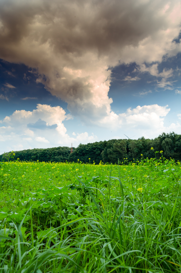 Auf dem Feld