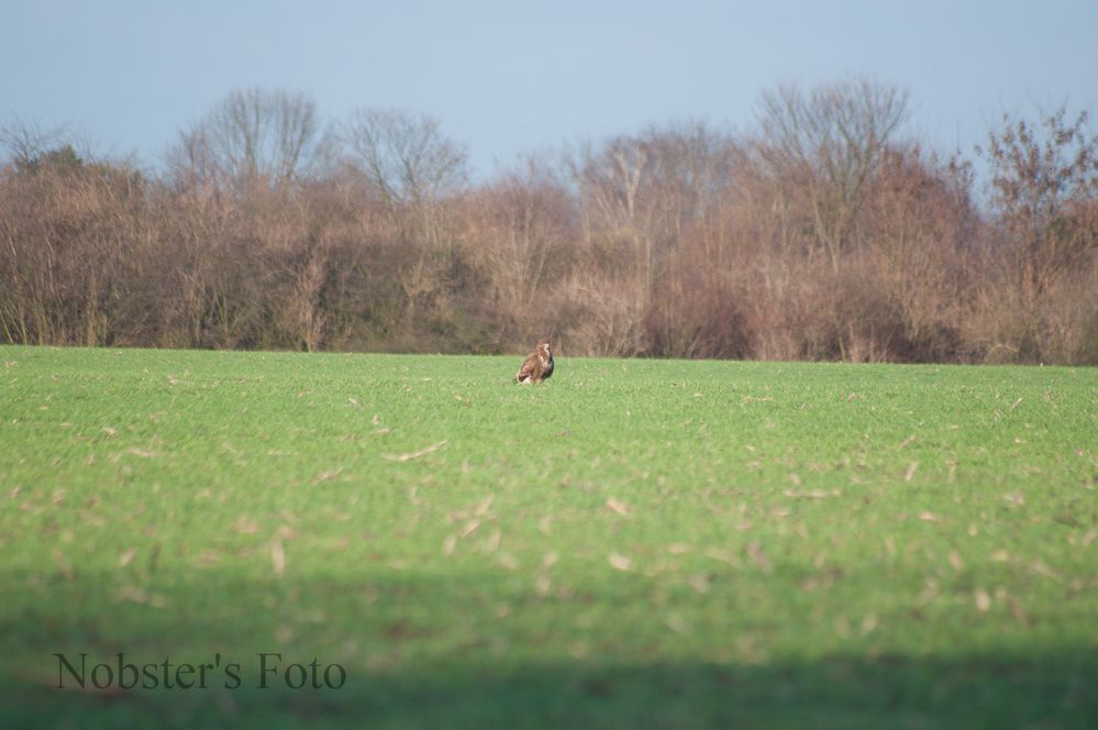 Auf dem Feld Foto Bild tiere wildlife wild lebende Auf dem Feld Foto Bild tiere wildlife wild lebende