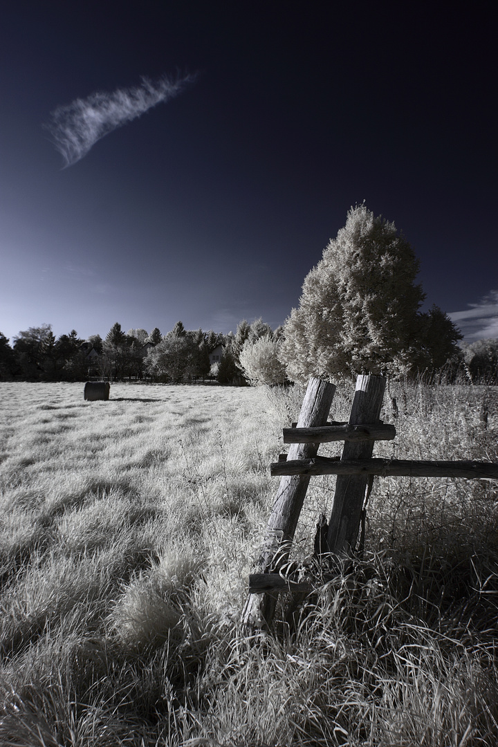 Auf dem Feld