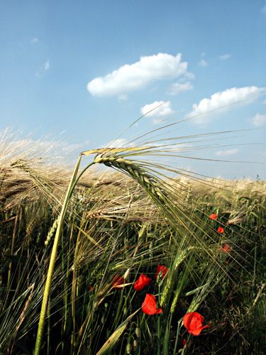 auf dem Feld