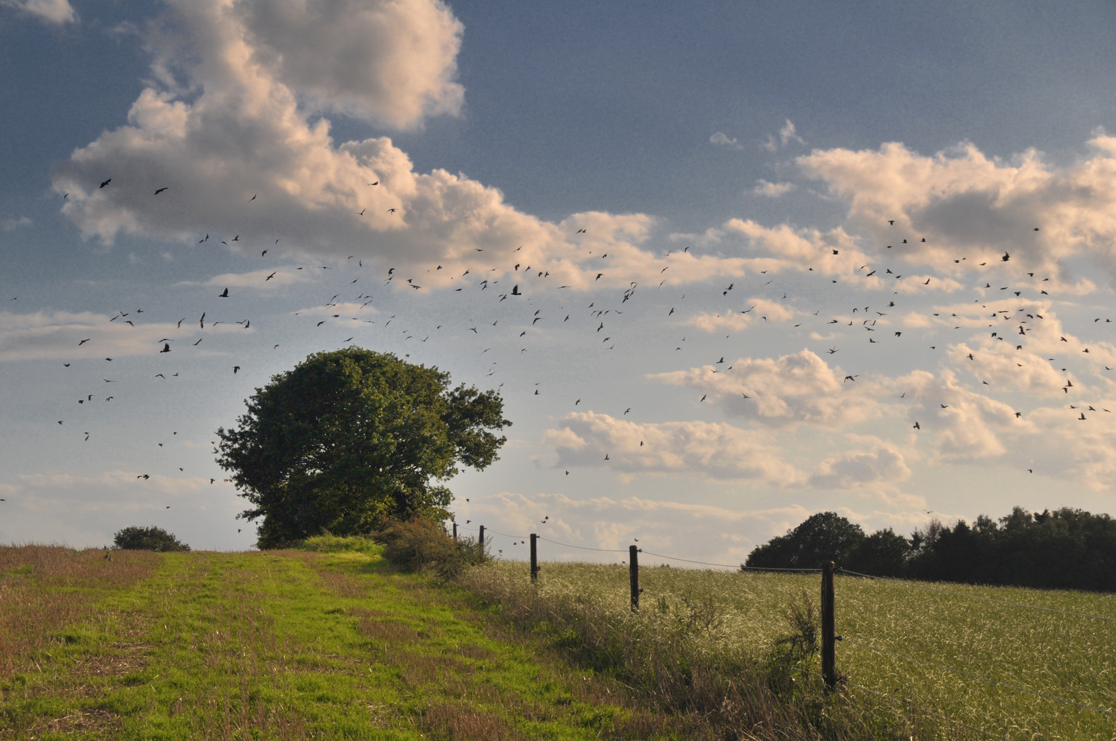 Auf dem Feld