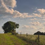 Auf dem Feld