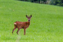 "Auf dem Feld"