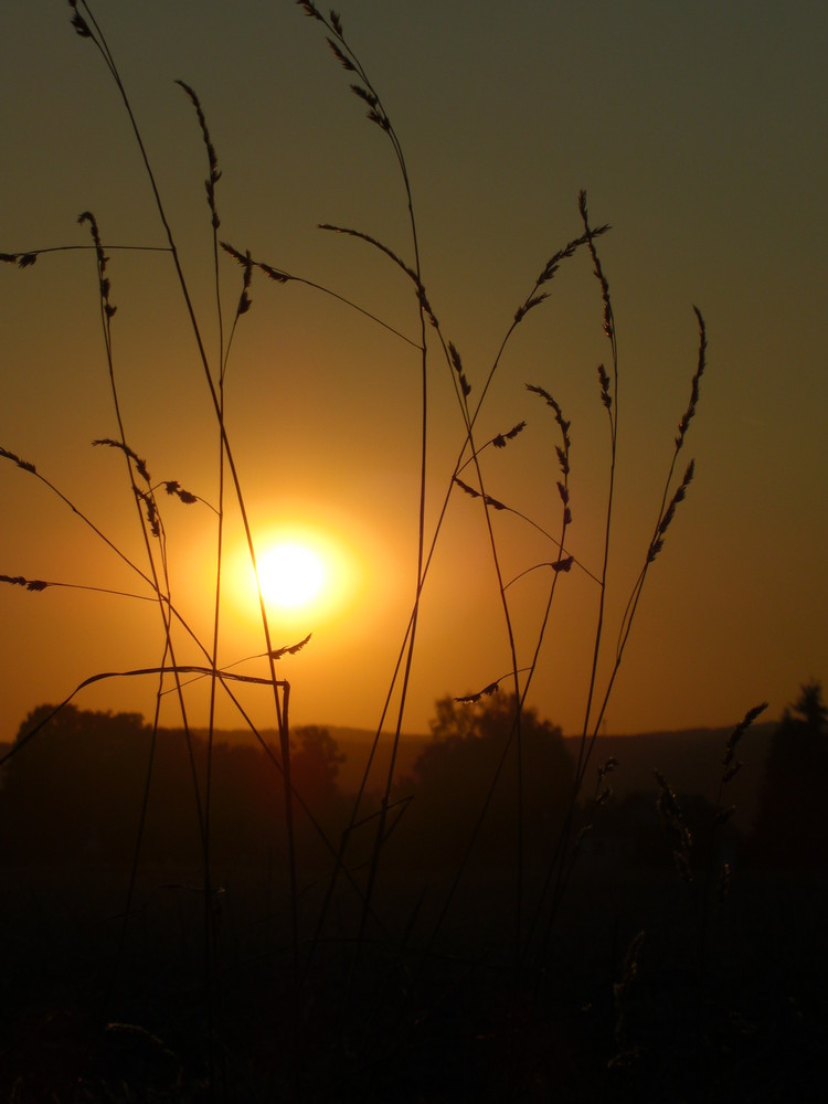 Auf dem Feld beim Sonnenuntergang