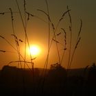 Auf dem Feld beim Sonnenuntergang