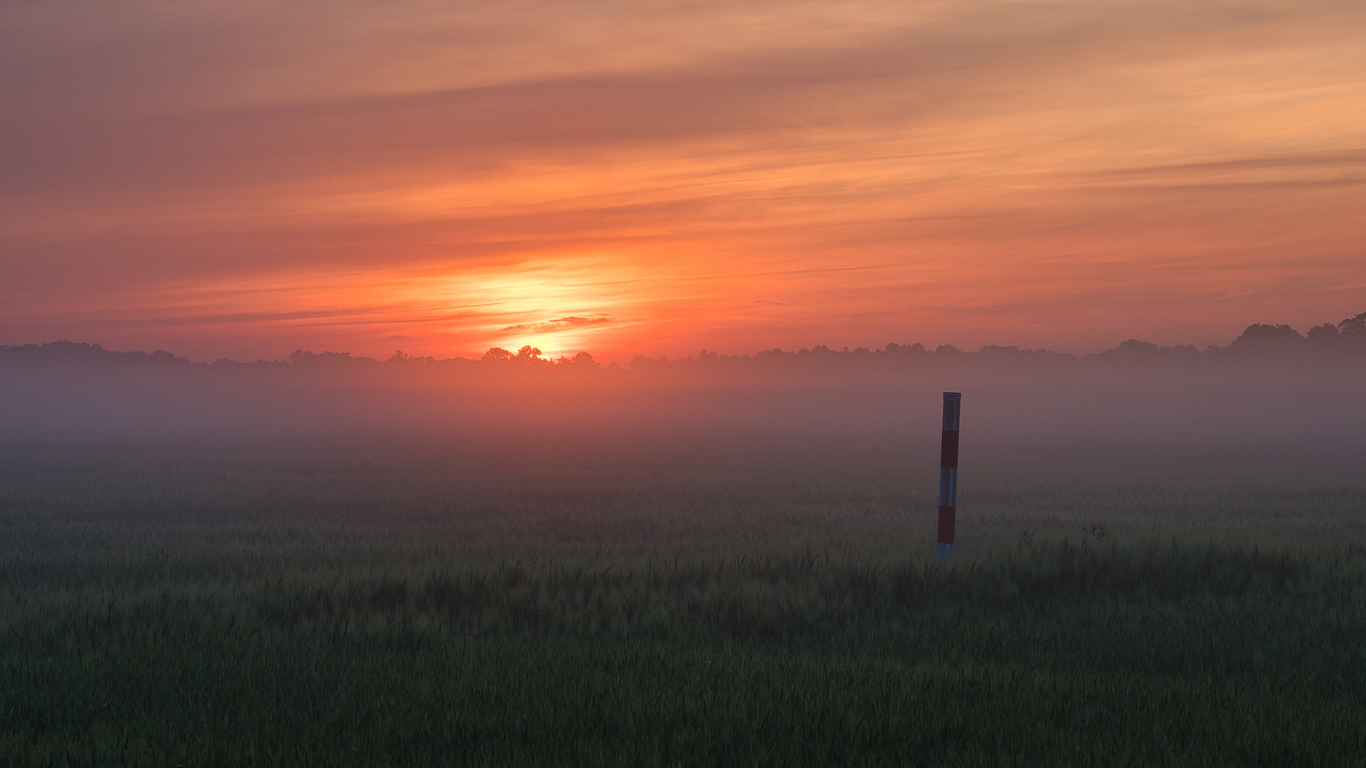 Auf dem Feld