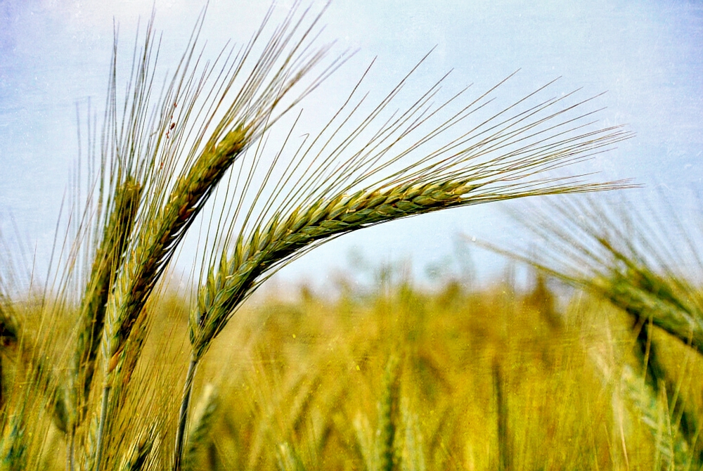 **Auf dem Feld**