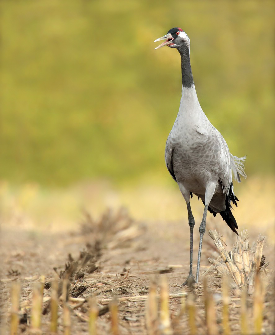 Auf dem Feld