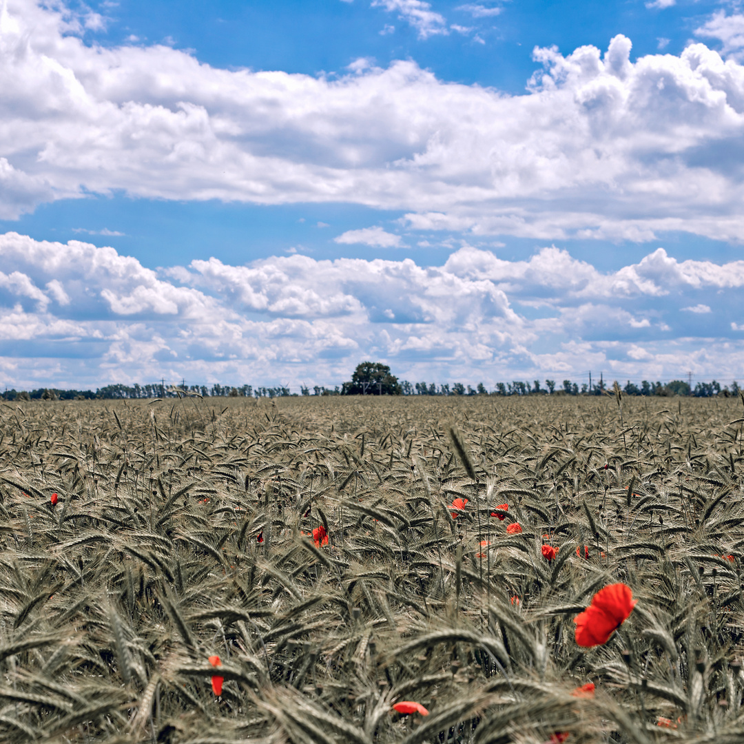 Auf dem Feld...