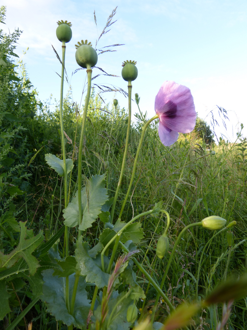 Auf dem Feld entdeckt....