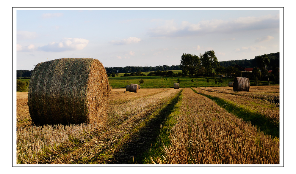 Auf dem Feld...