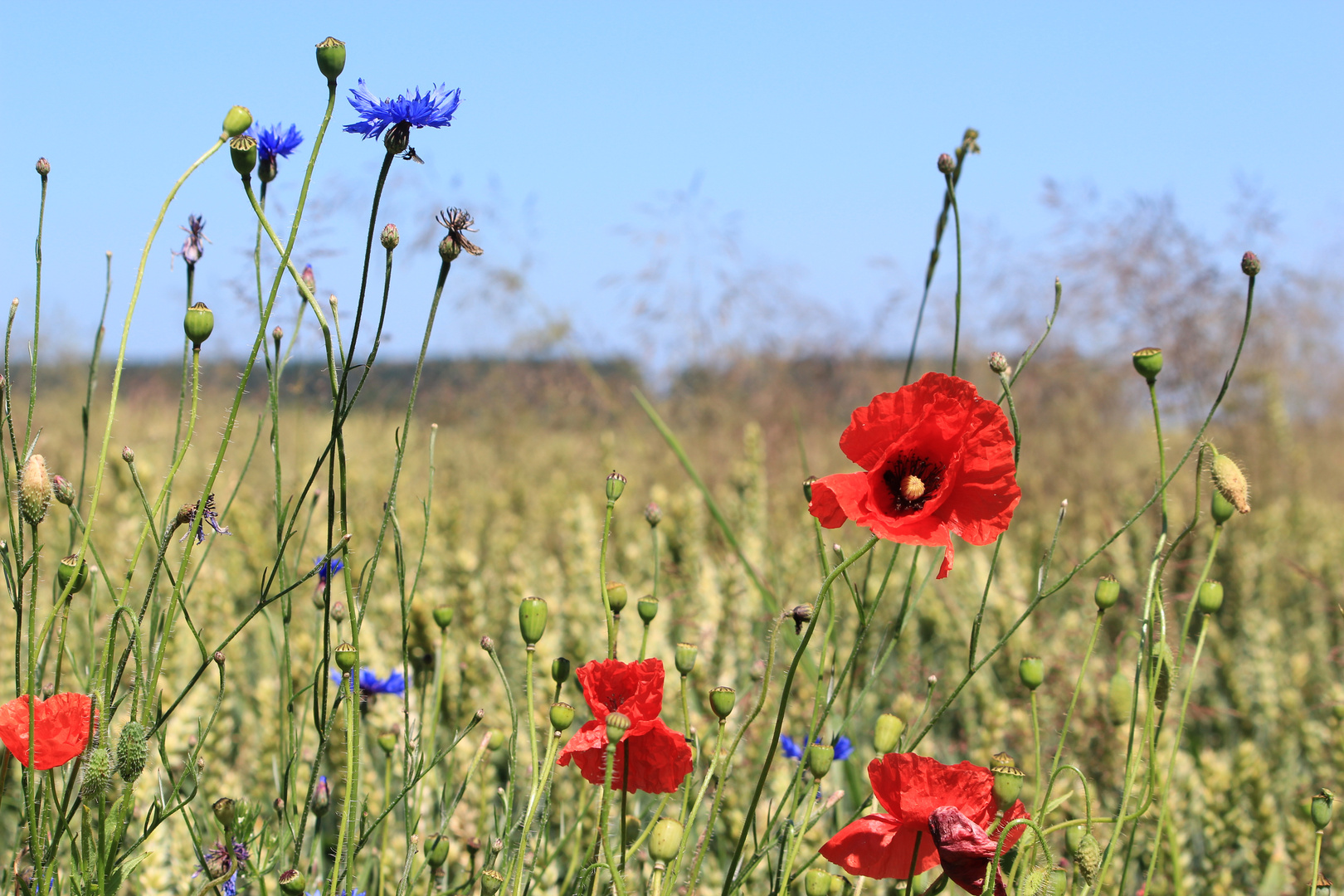 Auf dem Feld